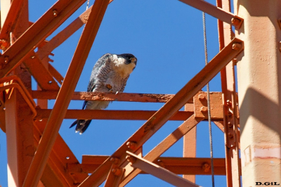 HALCÓN PEREGRINO (Falco peregrinus) - Florianòpolis - BRASIL (Enero 2023)